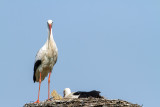 paar op nest