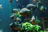 Piranhias.jpg