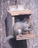 baby at squirrel feeder