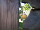 peep hole to feed neighbors dog