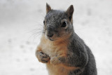 Squirrel-0753