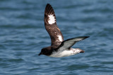 Cape Petrel