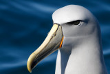 Salvins Albatross