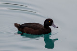 NZ Scaup