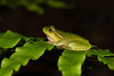 Narrow fringed Frog