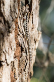 Bar-sided Skink