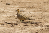 Chestnut-bellied Sandgrouse