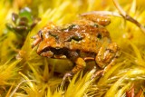 Moss Froglet