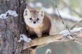 American Marten