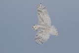 Snowy Owl