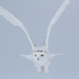 Snowy Owl