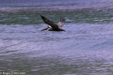 Pelican over Brewers Bay