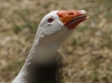 An angry goose, protecting its eggs