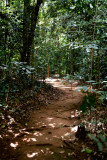 Jungle path 