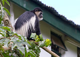 Colobus Monkey