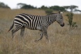 zebra 1.jpg