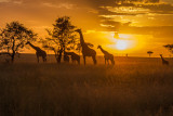Giraffes and Sunset
