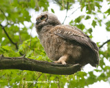 Great-Horned Owl young at Mud Lake