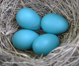 Robin egg blue (look at the bottom left egg)