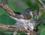 American Redstart nest building