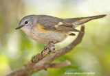 American Redstart (female)