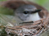 Redstart and the Caterpillar