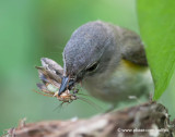 American Redstart feeding young