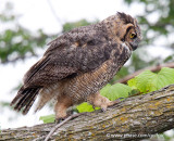 Great-Horned Owl climbing