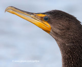 Double-Crested Cormorant