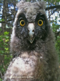 Long-eared Owlet