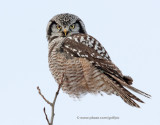 Northern Hawk Owl