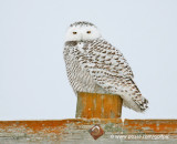 Snowy Owl (one of a number I have seen this Fall)
