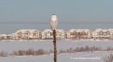 Snowy Owl on Wall Road between Trim and Tenth Line Road in Orleans.