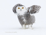 Snowy Owl (juvenile, likely female)