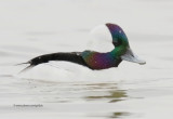 Bufflehead (male)