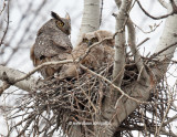 Great Horned Owl family