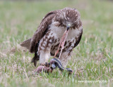 Red-tail Hawk digs into a large female garter snake
