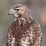 Redtail Hawk 