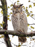Great-Horned Owl 