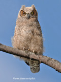 Fuzzy wuzzy was an owlet