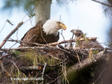 Bald Eagle feeding young