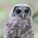 Juvenile Barred Owl (ol blue eyes)
