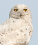 Snowy Owl 