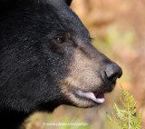 The bear and the fern