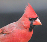 cardinal2014x100crop.jpg