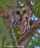 Northern Saw-Whet Owl.