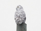 Snowy Owl (one of two seen at dusk)