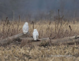 Two snowy owls on a log