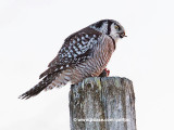 A Northern Hawk Owl enjoys late day meal