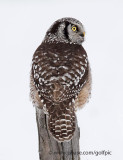 Northern Hawk Owl